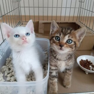 兄妹一か月半齢 里親さま決まりました☆ご応募ありがとうございました！