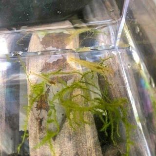 水槽の掃除屋さん ミナミヌマエビ 15匹