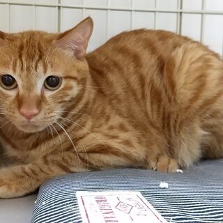 優しい飼い主さんに迎えられました。気の強い茶トラくん１才うろこ模...