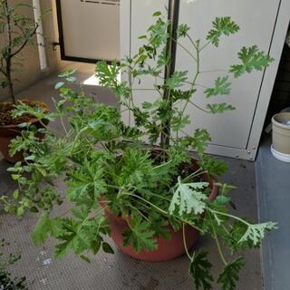 ゼラニウム　虫除け
