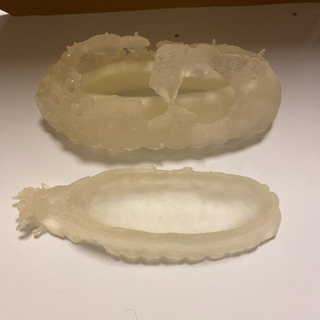 手渡し希望‼️ナウシカ　オウム抜け殻栽培セットの画像