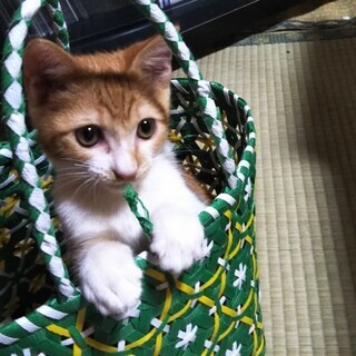 3ヶ月の可愛い子猫の（男の子）の里親さんを募集します