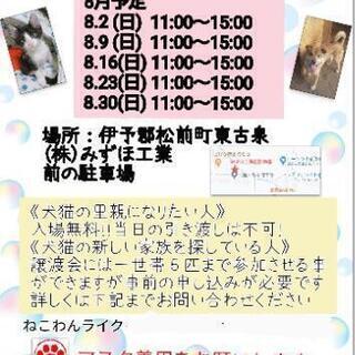 犬猫譲渡会開催