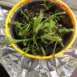 食虫植物　モウセンゴケ　１日1ポット(最大3ポット)10円でレンタル