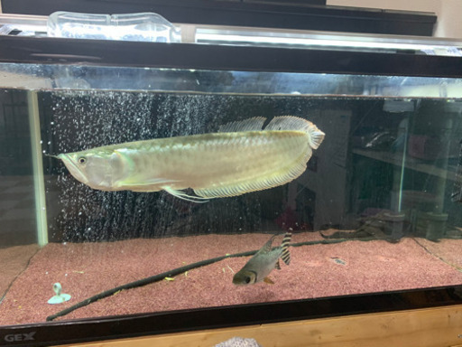 シルバーアロワナ