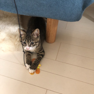 【トライアル中】生後3か月　オス　靴下ねこ