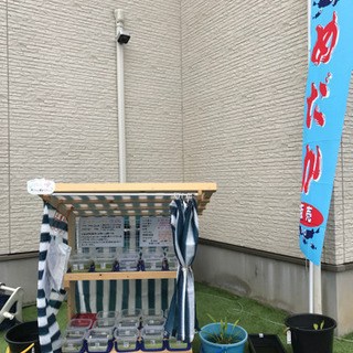 ゴールデンメダカ無人販売所 幹之各種、オロチ、バタフライ、クリア...