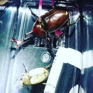 昆虫採集しましょう❗千葉県外房