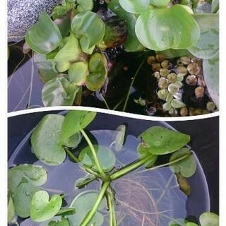 水草(いろいろ)とメダカの卵かめだかなど交換しませんか。
