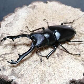【交渉中】ギラファノコギリクワガタ　ペア（手渡しのみ）