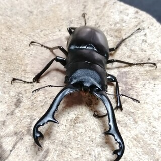 【交渉中】ギラファノコギリクワガタ　ペア（手渡しのみ）の画像