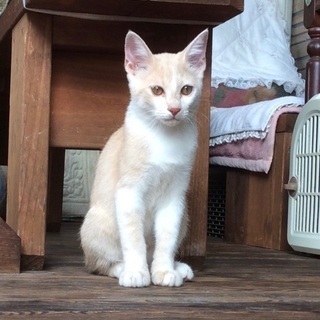 子猫の里親を探しています。