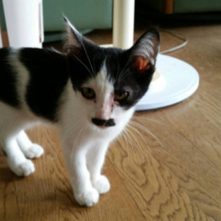 子猫譲渡希望(現在募集中止)