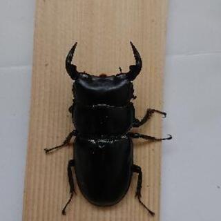 アンタエウスオオクワガタ♂の画像