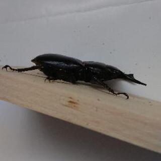 アンタエウスオオクワガタ♂の画像