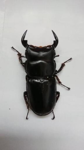 アンタエウスオオクワガタ♂