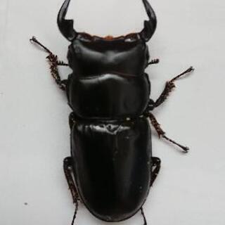 アンタエウスオオクワガタ♂