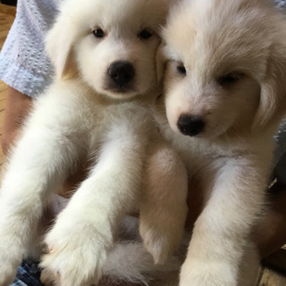 生後1ヵ月過ぎの仔犬里親募集