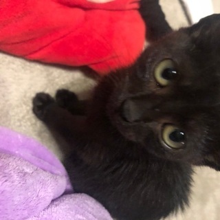 黒猫子猫 生後1ケ月半(推定)