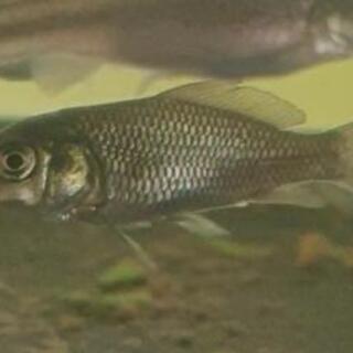 この魚の名前わかる方いらっしゃいますか？