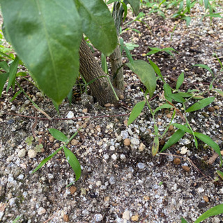 みかんの木を育ててます！農家の方、家庭菜園好きな方　お友達になりませんか？ − 福岡県