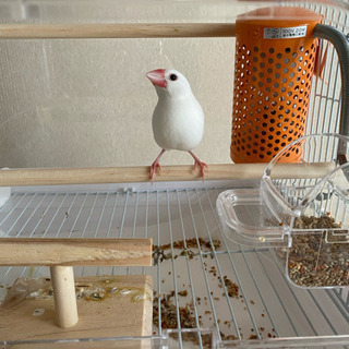白文鳥　1歳半