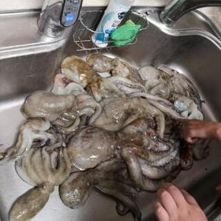 海釣り