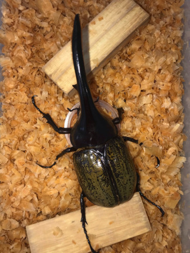 【値下げ】ヘラクレス ✨成虫ペア②