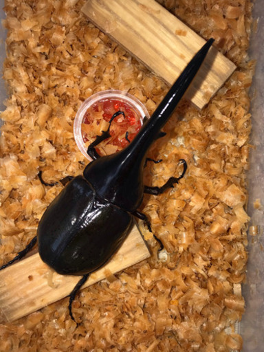 【値下げ】ヘラクレス ✨成虫ペア④