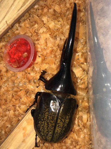 【値下げ】ヘラクレス ✨成虫ペア⑦