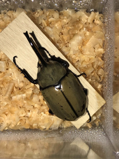 グラントシロカブト✨成虫ペア