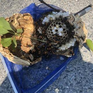 見積もり無料 ＃蜂の巣駆除 #草刈り 他 #便利屋作業、営…