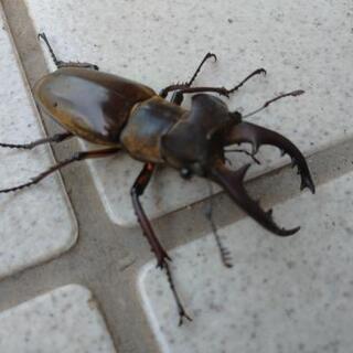 ミヤマ、ノコギリクワガタ(ワンコイン)の画像