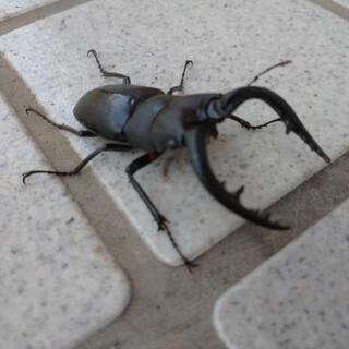 ミヤマ、ノコギリクワガタ(ワンコイン)