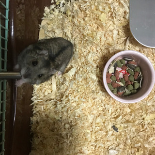 ハムスターの里親募集