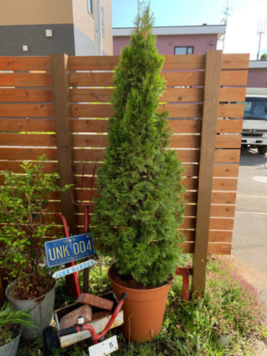 セール❗️コニファー　鉢植え　2m ガーデニング