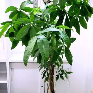 パキラ　観葉植物