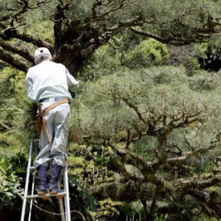 緊急募集！剪定職人　日当12,000からの画像