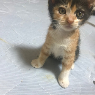 里親募集です