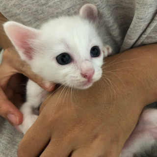 子猫5匹