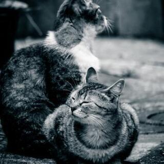 猫の餌やり仲間を再募集します