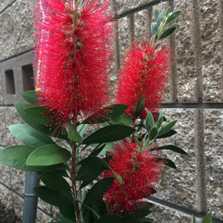 新築　庭の植木　種類豊富　の画像