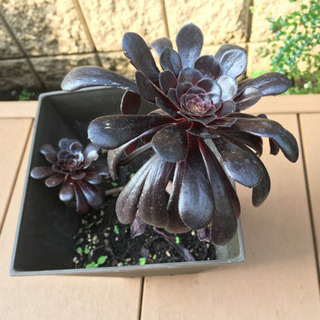 新築　庭の植木　種類豊富　の画像