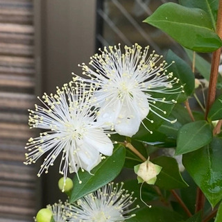 新築　庭の植木　種類豊富　の画像