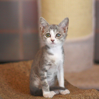 元気いっぱいの甘えん坊子猫