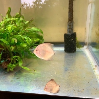 ディスカス