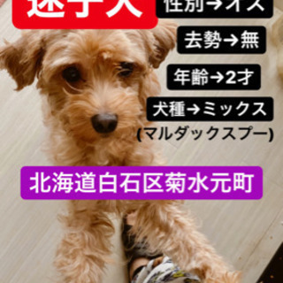迷い犬を探してます、謝礼金10万を見つけてくださった方にお渡しします