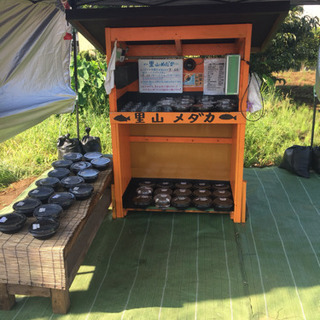 里山めだか 公園前のメダカ無人販売所 8/2