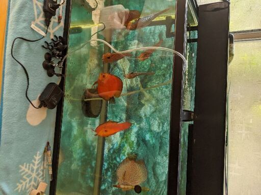 お買い得　ディスカス8匹