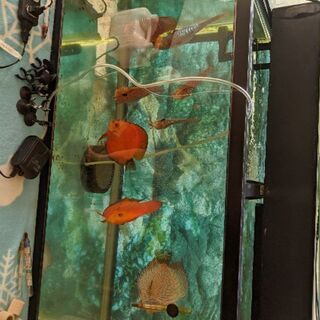 お買い得　ディスカス8匹